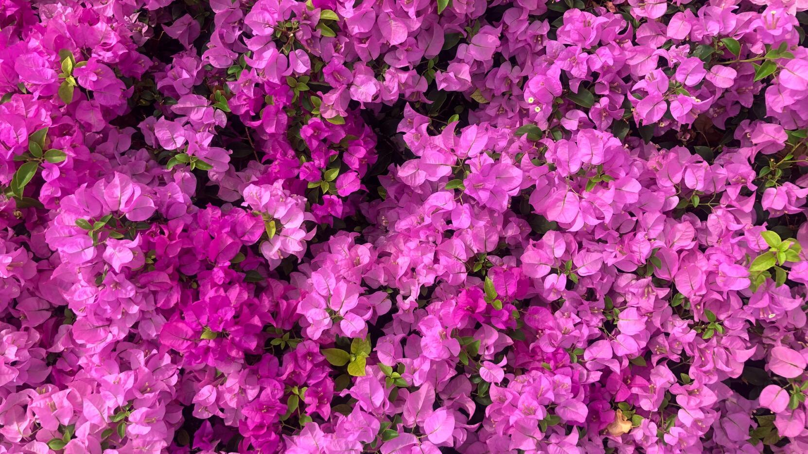 Spring Blooms Unveiled: The Vibrant World of Bougainvilleas at Louisiana Nursery